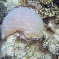 DSCF8242 koral kase